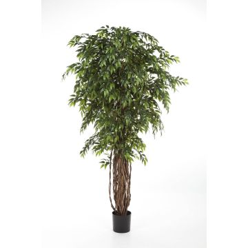 Künstlicher Ficus Benjamini ALIRIO, Naturstämme, grün, 150cm