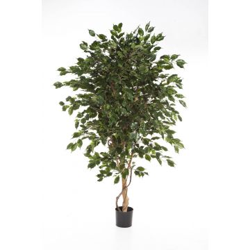 Künstlicher Ficus Benjamina DAMINO, Echtstämme, grün, 150cm