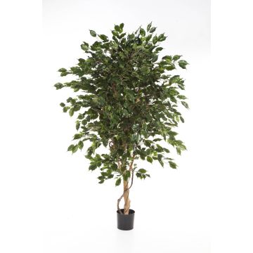 Künstlicher Ficus Benjamina DAMINO, Echtstämme, grün, 180cm