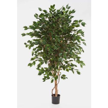 Künstlicher Ficus Benjamina DAMINO, Echtstämme, grün, 210cm Künstlicher Ficus Benjamina DAMINO, Echtstämme, grün, 210cm