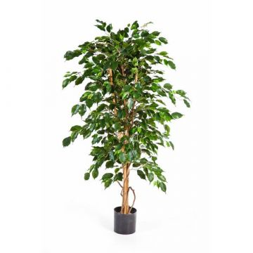 Künstlicher Ficus Benjamina THIAGO, Naturstämme, grün, 120cm