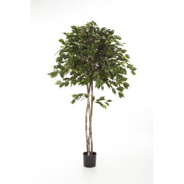 Künstlicher Ficus Benjamina KURO, Naturstämme, grün, 150cm