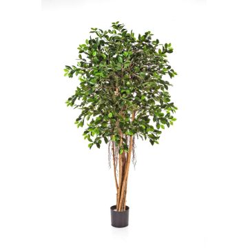 Künstlicher Ficus Benjamina AURIOL, Echtstämme, grün, 180cm