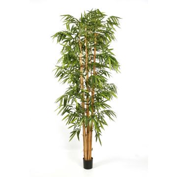 Kunstbaum Bambus KIYOSHI, Echt Bambusrohre, 240cm