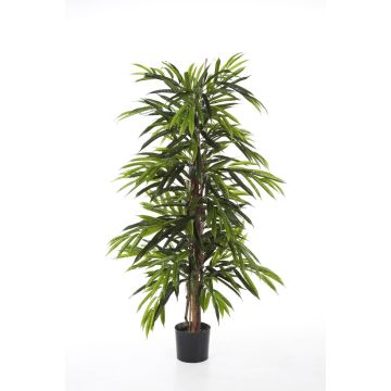 Kunst Longifoliabaum AKUMO, Echtstämme, 180cm