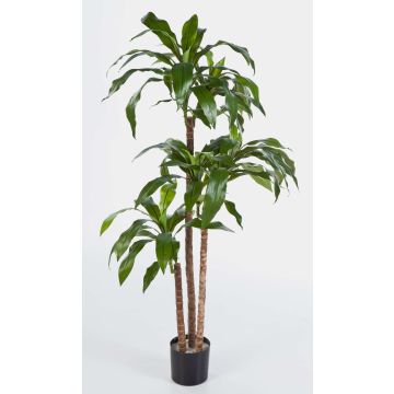 Kunstpflanze Dracaena Fragrans LAURA, Echtstämme, grün, 120cm