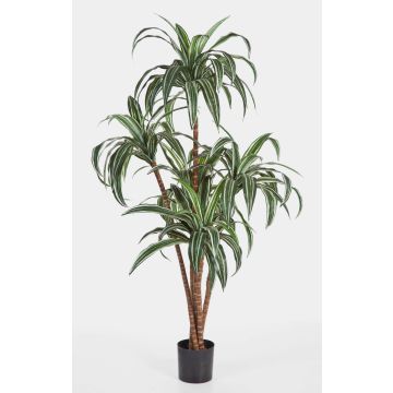 Kunstpflanze Dracaena Fragrans JALA, Echtstämme, grün-weiß, 150cm