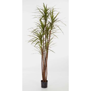 Kunststoff Dracaena Marginata IMANI, Echtstämme, grün, 120cm