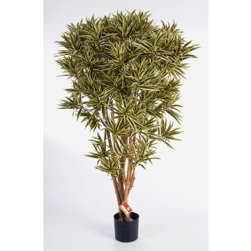 Kunst Dracaena Reflexa Jamaica AMELIA, Echtstämme, grün-gelb, 145cm