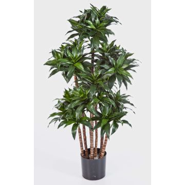 Kunst Dracaena Fragrans Compacta DOMINGO, Echtstämme, grün, 120cm