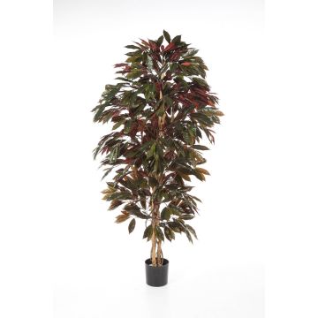 Kunstbaum Croton CARA, Naturstämme, grün-rot, 150cm