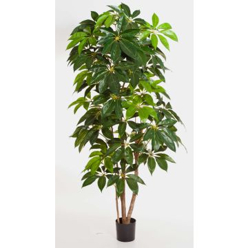 Kunstbaum Schefflera COOPER, Echtstämme, grün, 220cm