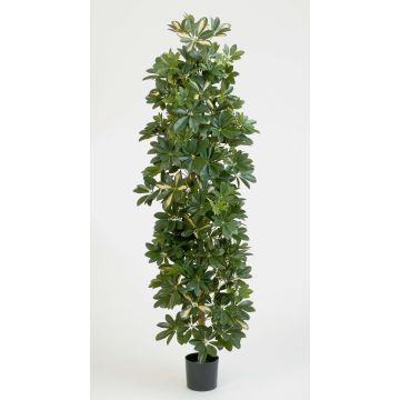 Kunstbaum Schefflera ANDREW, Naturstämme, grün-weiß, 180cm