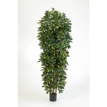 Kunstbaum Schefflera ANDREW, Naturstämme, grün-weiß, 200cm
