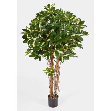 Künstliche Schefflera SIENNA, Echtstämme, grün-weiß, 110cm