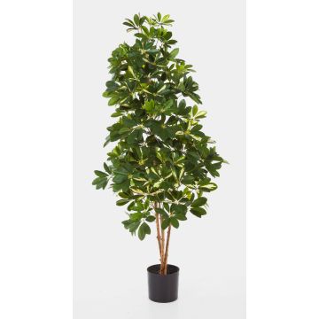Künstliche Schefflera SAMANTHA, Echtstämme, grün-weiß, 140cm Künstliche Schefflera SAMANTHA, Echtstämme, grün-weiß, 140cm