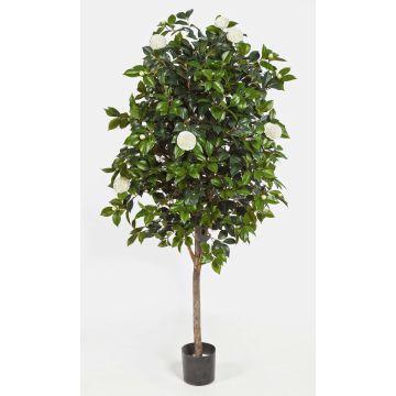 Kunst Camellia Japonica RIKA, Echtstamm, Blüten, weiß, 170cm
