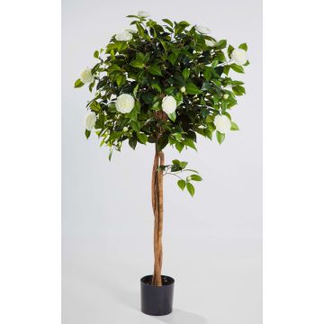 Kunstbaum Kamelie ERINA, Echtstämme, mit Blüten, weiß, 160cm Kunstbaum Kamelie ERINA, Echtstämme, mit Blüten, weiß, 160cm