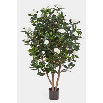 Plastikbaum Kamelienbaum KAORI, Echtstämme, mit Blüten, weiß, 150cm Plastikbaum Kamelienbaum KAORI, Echtstämme, mit Blüten, weiß, 150cm