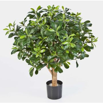 Kunstbaum Klebsamen ETHAN, Naturstamm, 65cm