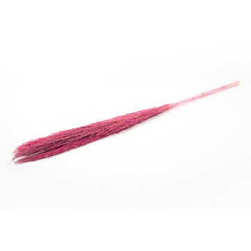 Getrockneter Schilf Bund DONJETA, pink, 115-120cm, Ø15cm