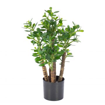 Künstlicher Geldbaum TIDO, Echtstamm, grün, 60cm, Ø30cm