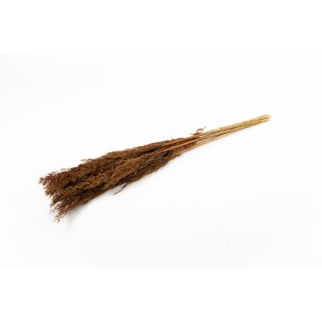 Getrockneter Schilf Bund DONJETA, braun-gold, 70-80cm, Ø15cm
