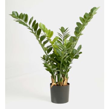 Kunstpflanze Zamioculcas Zamiifolia AKONO, 100cm