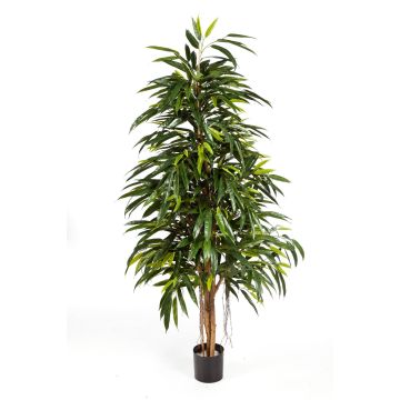 Künstlicher Longifolia Baum LENYA, Echtstämme, 150cm