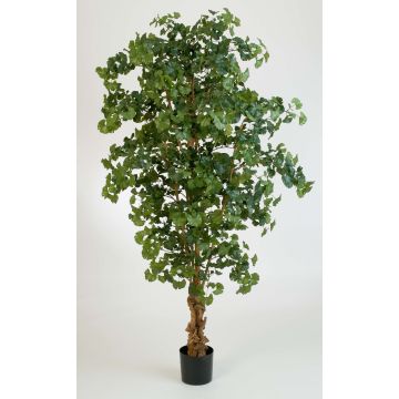Kunstbaum Ginkgo JUAN, Naturstamm, 210cm Kunstbaum Ginkgo JUAN, Naturstamm, 210cm