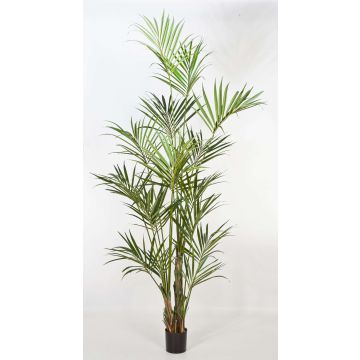 Künstliche Kentia Palme OMAYRA, 260cm
