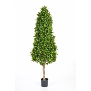Künstlicher Buchsbaum Kegel TOM, Naturstamm, 170cm