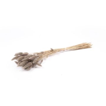 Getrocknetes Lagurus Gras BORKA, Bund, grau, 55-75cm, Ø12cm