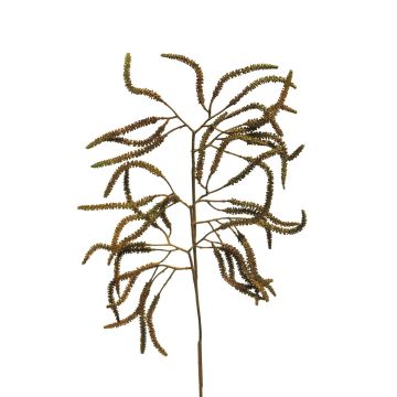 Dekozweig Korkenzieherweide KONGLI, Blüten, braun-grün, 60cm