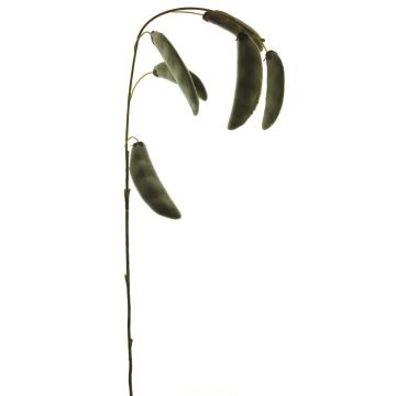 Dekozweig Erbsenhülse MENGLI mit Schoten, grün, 100cm