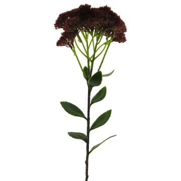 Dekoblume Sedum telephium Blüte SHUNFEI, burgunderrot, 60cm