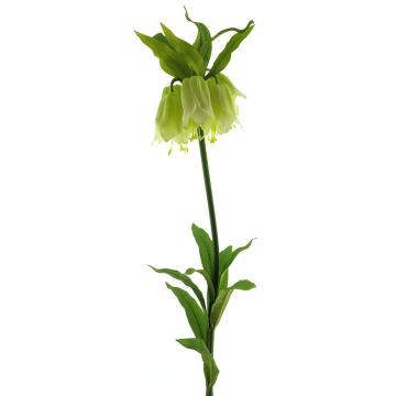 Künstliche Blume Kaiserkrone YATAO, creme-grün, 120cm