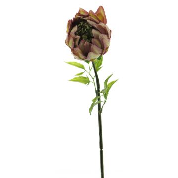 Dekoblume Protea ZHENWEN, pink-grün, 45cm