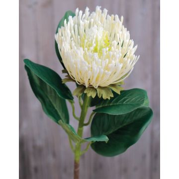 Kunst Nadelkissen Protea TANJA, creme-weiß, 65cm, Ø10cm