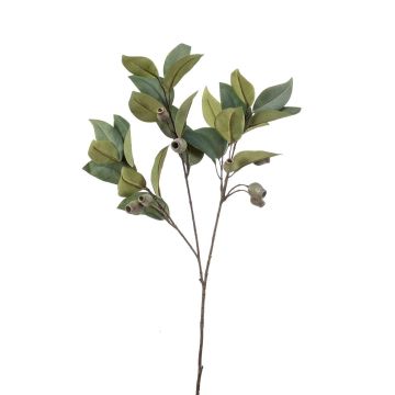Dekozweig Eukalyptus VIZIMIR mit Früchten, grün, 80cm