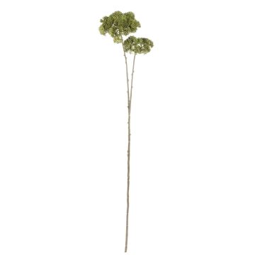 Kunstblumenzweig Sedum telephium VALBONA, Trockenoptik, grün, 70cm