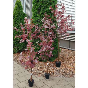 Künstlicher Eukalyptus WISCHERA, Früchte, Kunststamm, Dekotopf, burgunderrot-grau, 150cm