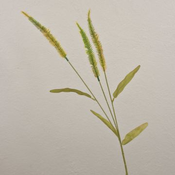Deko Graszweig Liriope JELIKANTA mit Rispen, grün-braun, 60cm