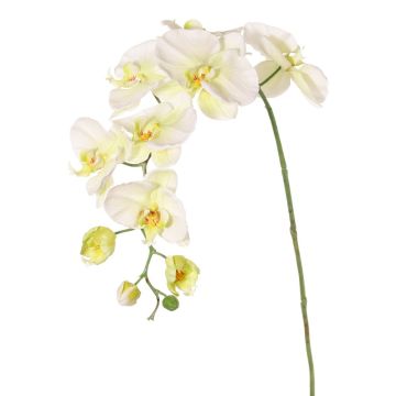 Dekozweig Phalaenopsis Orchidee WESA, weiß-grün, 100cm