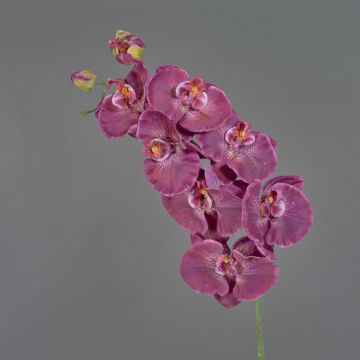 Dekozweig Phalaenopsis Orchidee WESA, dunkelviolett-weiß, 90cm, Ø11-12,5cm