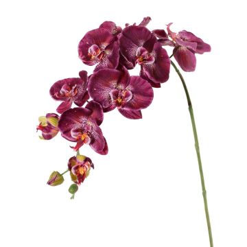 Dekozweig Phalaenopsis Orchidee WESA, dunkelviolett-weiß, 100cm