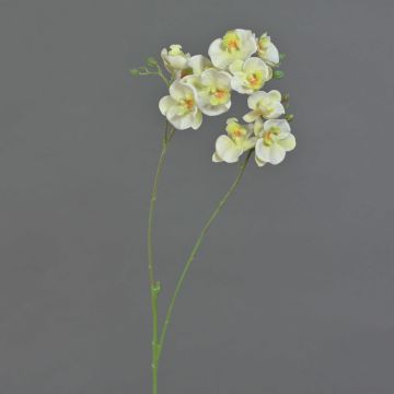 Kunstblumenzweig Phalaenopsis Orchidee VILLANI, weiß-grün, 60cm, Ø3,5-5cm