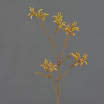 Deko Kängurublume LEOBER, gelb-orange, 75cm, Ø4-8cm