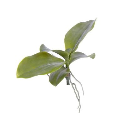 Kunstblätter Phalaenopsis Orchidee PRIMUS, Luftwurzel, 19x34cm