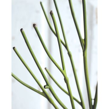 Kunst Bleistiftpflanze BENEDETTO, grün, 50cm